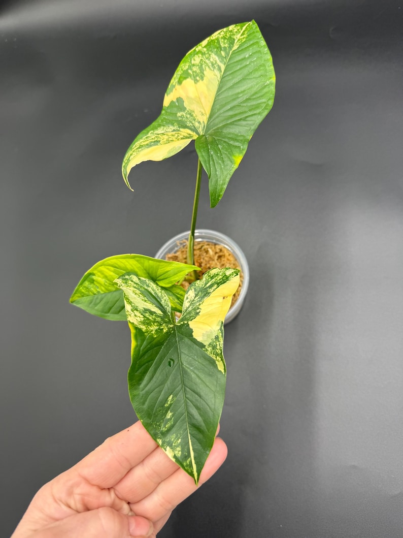 Syngonium Aurea
