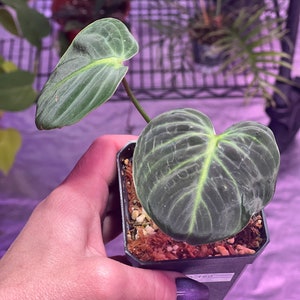 el choco red philodendron