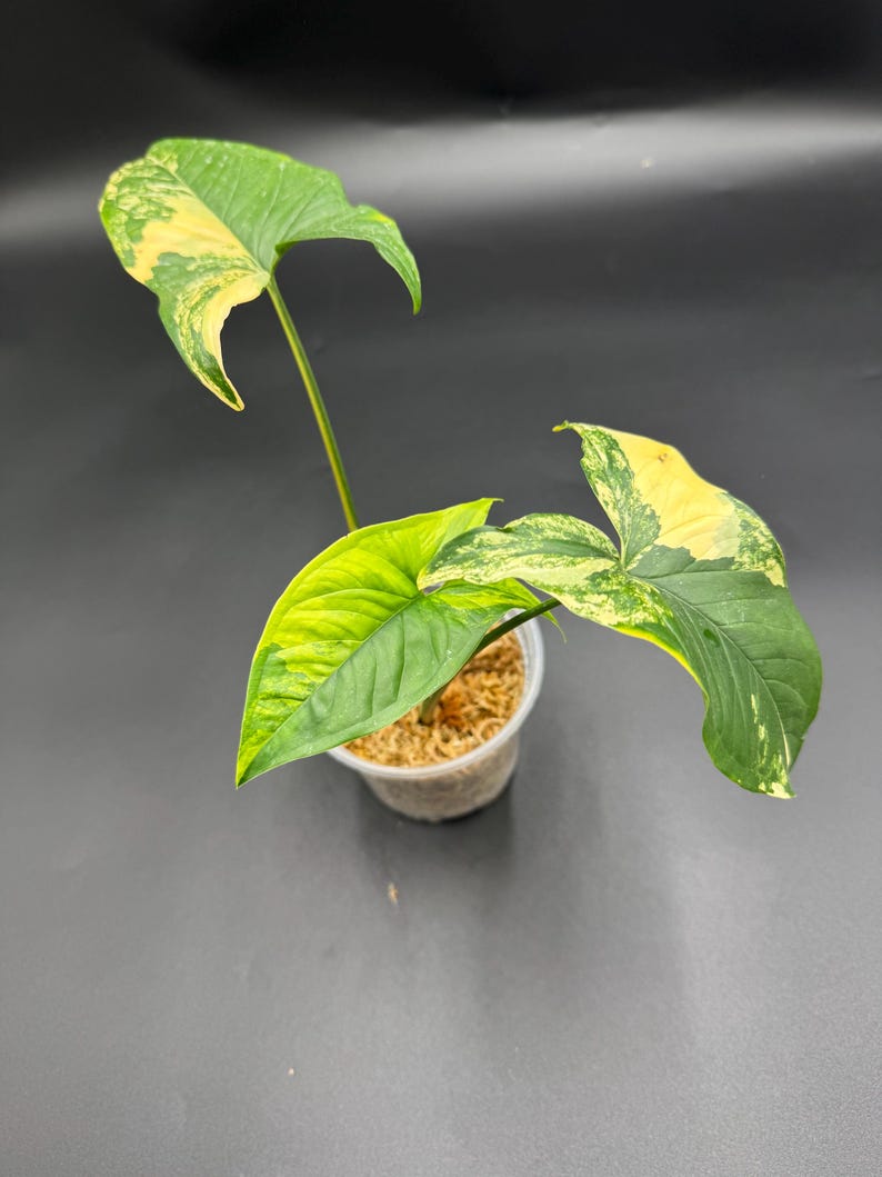 Syngonium Aurea - Thumbnail 4