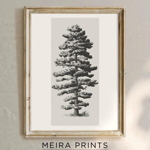 Vintage Tree Sketch Prints Digital, Antique Neutral Tall Tree Drawing Etching Printable Wall Art, Downloadable Art