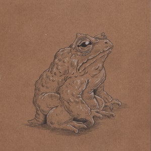 Old Toad - opera d'arte originale a carboncino