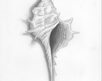 Conch Shell - original pencil artwork