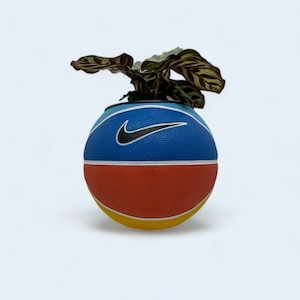 Op de afbeelding: Een blauwe, oranje en gele basketbal met een zwart Nike swoosh-logo wordt gebruikt als plantenpot voor een groene plant met bruine bladeren.
