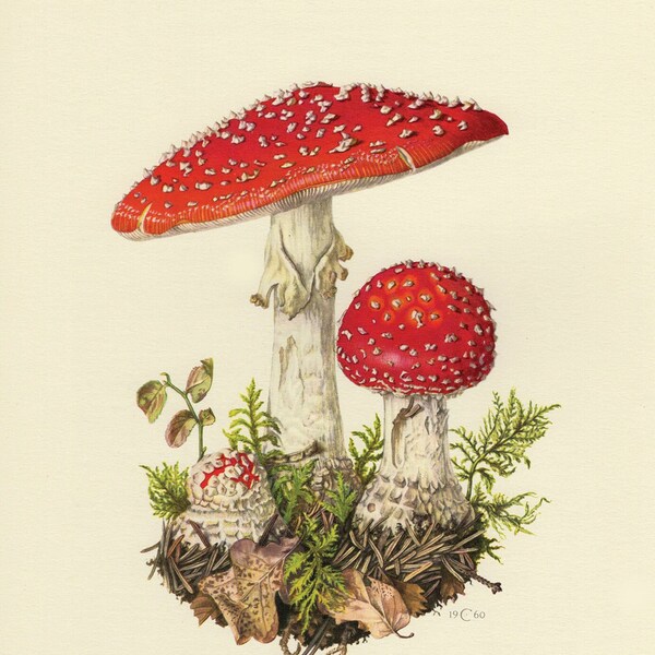 Stampa botanica vintage - Amanita Muscaria - Stampa poster artistico da parete