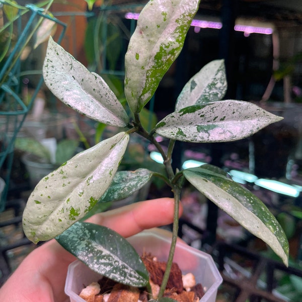 Hoya carnosa ‘Wilbur Graves’