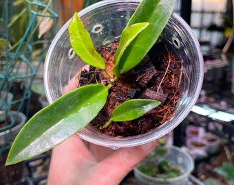 Hoya sp. MT-02