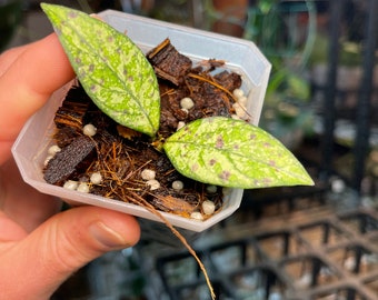 Hoya crassipetiolata splash