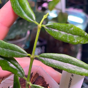 Hoya paxtonii image 2