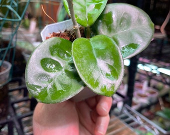 Hoya carnosa ‘krinkle 8’ seedling
