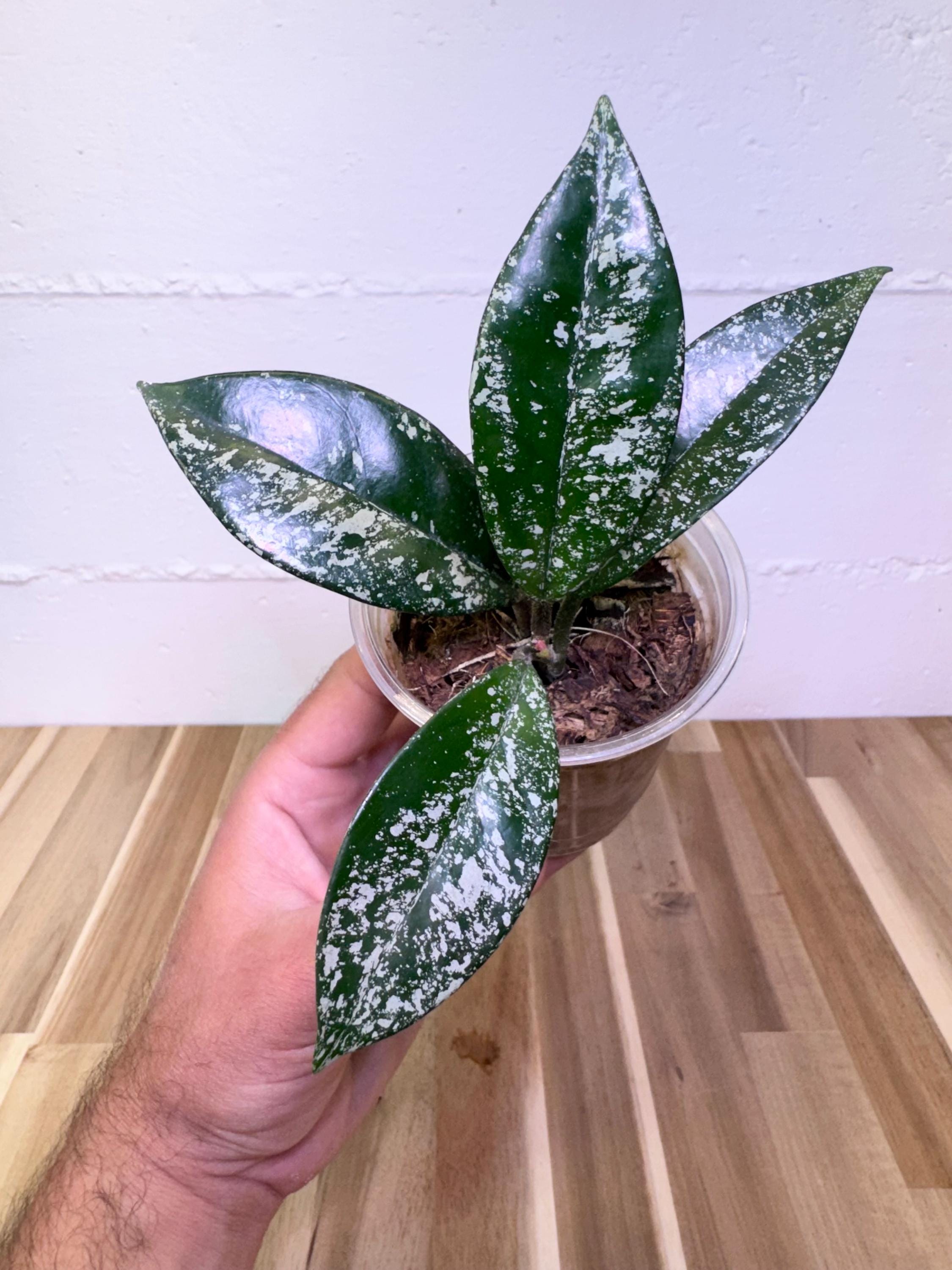 Hoya Carnosa Polish Spot - Etsy
