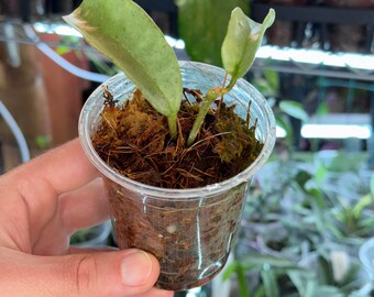 Hoya Carnosa Nova Ghost, Rooted Healthy, Silvery Leaves, With New ...