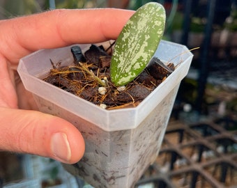 Hoya sigillatis Borneo