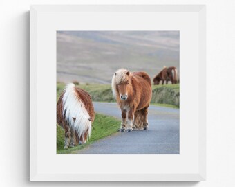 Shetland Ponies Photographic Print | Horse Photography | Framed Wall Art | Wildlife Print | Dartmoor