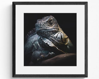 Blue Iguana - Photographic Print | Wildlife Photography | Framed Wall Art