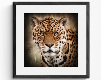 Gazing Jaguar - Photographic Print | Wildlife Photography | Framed Wall Art