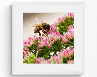 Honey Bee - Photographic Print | Wildlife Photography | Framed Wall Art | Fine Art Photography | Bee Photography