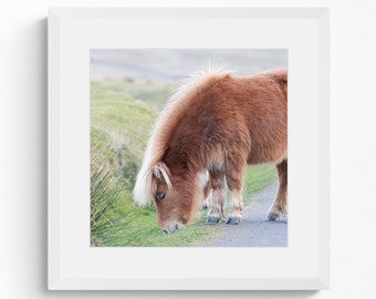 Grazing Shetland Pony Photographic Print | Horse Photography | Framed Wall Art | Wildlife Print | Dartmoor