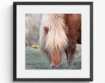 Shetland Pony Photographic Print | Horse Photography | Framed Wall Art | Wildlife Print | Dartmoor