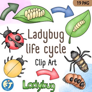 May include: A colorful illustration of a ladybug life cycle, featuring stages from eggs on a leaf to a fully formed ladybug. The image includes arrows and the text "Ladybug life cycle Clip Art".
