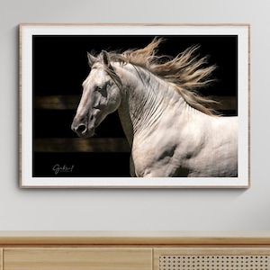 Spanish Horse Photography, Fine Art Print, White Horse Photo, Horse Wall Art, Nature Photo, Equestrian Poster