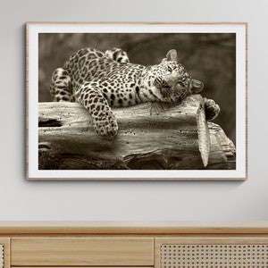 Leopard Photo Print, Wildlife Photography, Wall Art, Fine Art Print, African Animal Photography, Sepia
