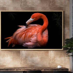 Flamingo Wall Art, Wildlife Photography, Tropical Bird Print, Wall Art Decor, Fine Art Print