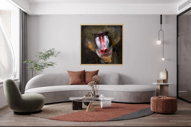 Mandrill Portrait Wildlife Photography, Fine Art Nature Photography