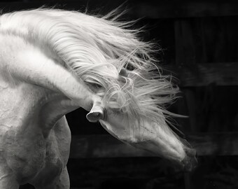 Spanish White Horse Photography, Horse Wall Art, Fine Art Photography Prints, Black And White Spanish Horse Print, Equestrian Poster