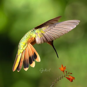Hummingbird Art Print, Wildlife Photography, Fine Art Print, Nature Photography, Bird Lovers Decor, Wall Art Decor
