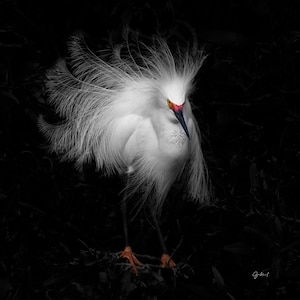White Bird Photo Print, Wildlife Photography, Black and White Print, Heron Poster