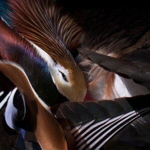 Abstract Wildlife Photography Print, Mandarin Duck Photo, Fine Art Print, Wall Art, Bird Decor