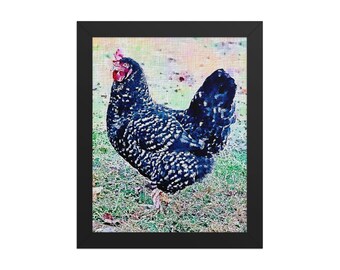 Framed Barred Rock Chicken Poster