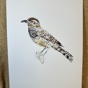 Cactus Wren desert bird 9 x 12  in    handpainted watercolor original