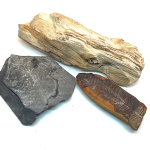 Large Specimens FOSSIL-KIT: Big Texas petrified wood, marine-fossils black shale and amazingly-well preserved leaf fossil! *Exact listing