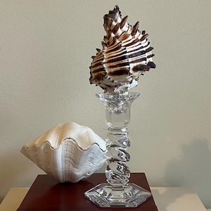 Black, White Radix Murex Specimen Seashell Crystal Miller Rogaska Object for Display Coastal Decor