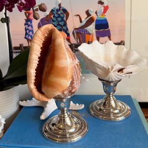 May include: A decorative display featuring a large seashell and a white clam shell, both mounted on silver candle holders. The shells sit atop blue books, with a framed artwork in the background and a potted orchid to the left.