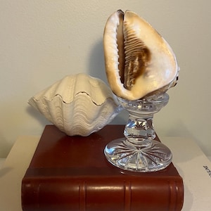 May include: Two seashells, one white and one brown, are displayed on a stack of books. The top book is a white hardcover with the word "VALENTINO" printed in black. The bottom book is a red leather-bound book with the title "ASSOULINE" printed on the spine.