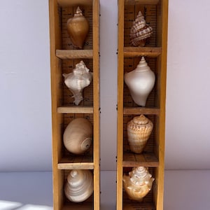 Yardstick Shelf Set Seashell Collection Beach House Tiny Treasures