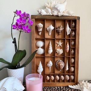 Sirena Mermaid Tiara Vintage Printers Tray Display Seashell Treasures Collection