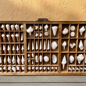Vintage Printers Tray Horizontal Whites Seashell Collection Beach House Treasures