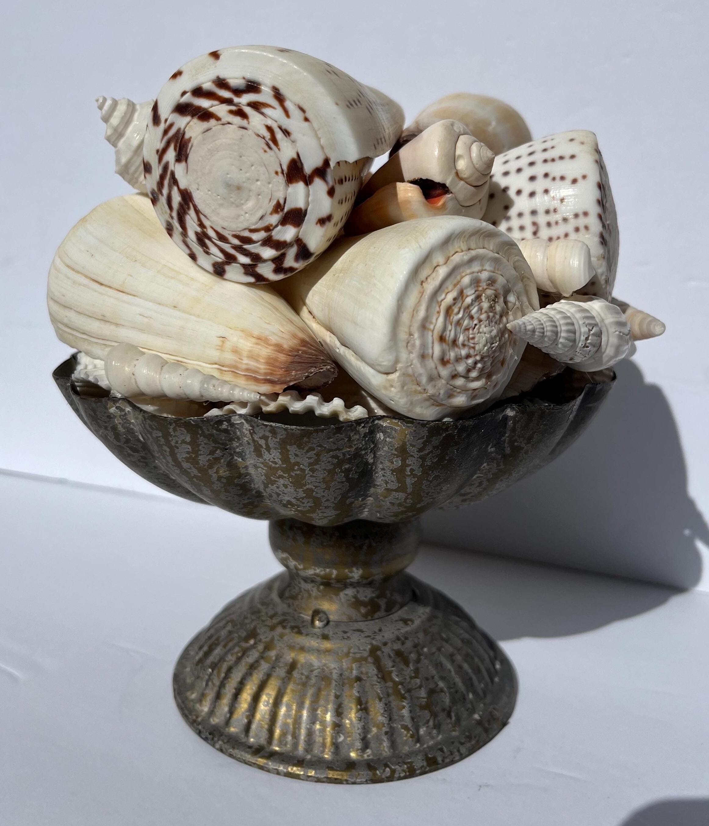 Seashell Embellished Topiary Antiqued Vitrine Weathered Costal ...