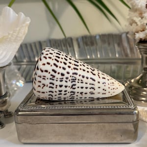 May include: A cone-shaped seashell with a smooth white surface featuring a repeating pattern of dark brown rectangular spots arranged in horizontal rows, resting on top of a rectangular metallic box with a polished silver finish.