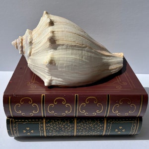 May include: A large, cream-coloured conch shell sits on two decorative, faux-book boxes. The boxes are painted burgundy and dark green, with gold scroll and floral designs. The shell has a textured, ridged surface.