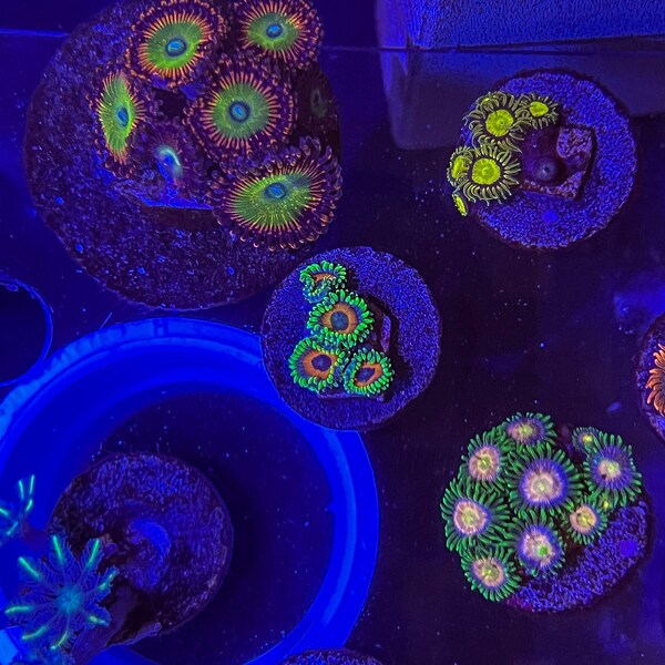 Eagle Eye Zoa (WYSIWYG) - Saltwater decoration- Live saltwater coral- WYSIWYG