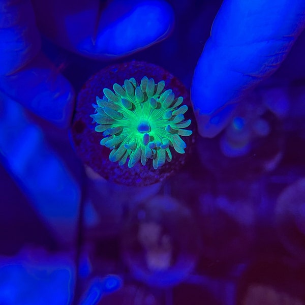 Neon Green Duncan (WYSIWYG) - Saltwater decoration- Live saltwater coral- WYSIWYG