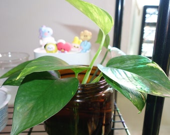 Pothos Plant Cutting for Propagation - Easy-to-Grow Indoor Houseplant - Rooted and Healthy