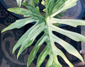 Philodendron Radiatum variegated node cuts