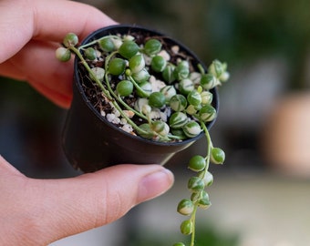 Bonte Parelsnoer (Senecio rowleyanus variegata)