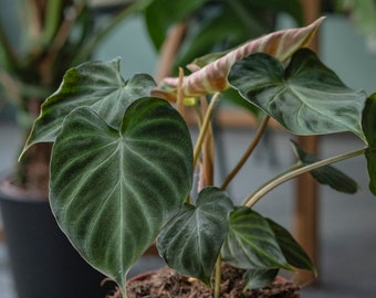 Philodendron verrucosum