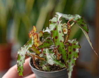 Begonia amphioxus XS